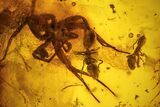 Fossil Ants (Formicidae) and a Large Spider (Araneae) In Baltic Amber #139086-1